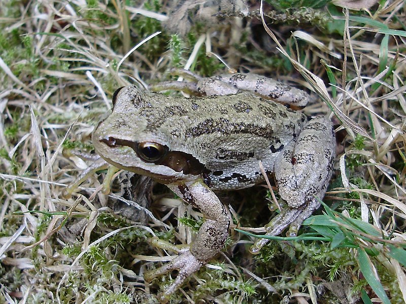 File:Pseudacris regilla.jpg