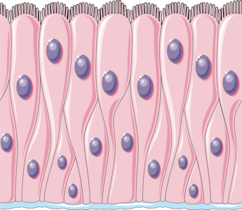 Pseudostratified columnar epithelium. It's inside all of us.