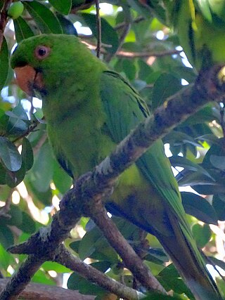 <span class="mw-page-title-main">Socorro parakeet</span> Species of bird