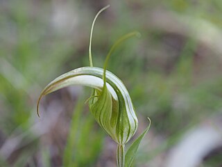 <i>Pterostylis reflexa</i> species of plant