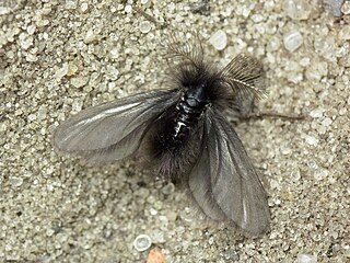 <i>Ptilocephala plumifera</i> Species of moth