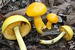 Miniatura para Pulveroboletus