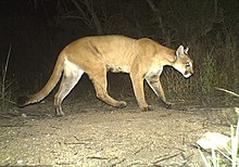 puma wikipedia