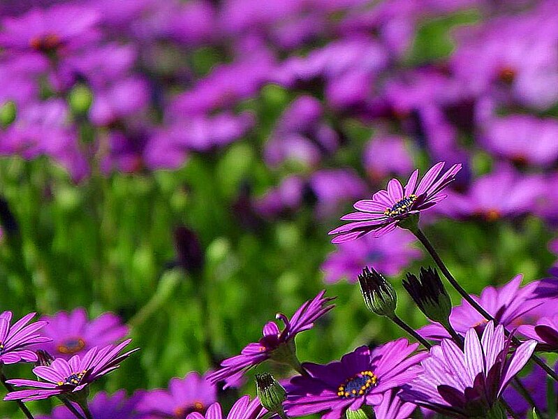 File:Purple daisies daisy.jpg