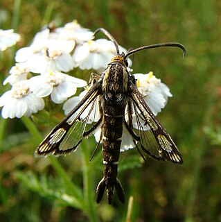 <i>Pyropteron triannuliformis</i> species of insect