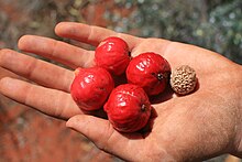 File:Quandong_(Santalum_acuminatum)_fruit_&_seeds.JPG