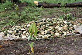 Récolte de Cucumeropsis mannii à Tayap