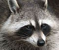 Raccoon (Procyon lotor) 2.jpg
