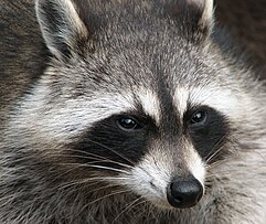 A close up image of a raccoon looking at you