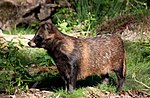 Raccoon Dog01.jpg