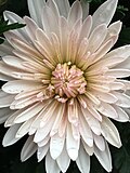 Thumbnail for File:Raindrops on chrysanthemum.jpg