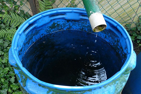 Rainwater is collected in a plastic drum for plant watering