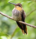 Thumbnail for Hermit (hummingbird)