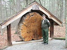 Ranger Larry Andrews and a cross section of a 175 year old Water Oak taken from the Cape Fear River basin (8634423731).jpg