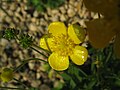 Ranunculus gouanii