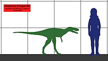 Size of the juvenile specimen compared to a human. Raptorex SIZE 01.jpg
