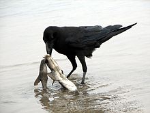 Raven scavenging on a dead shark.jpg