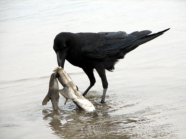Corvids are highly opportunistic foragers. Here, a jungle crow feeds on a shark carcass.