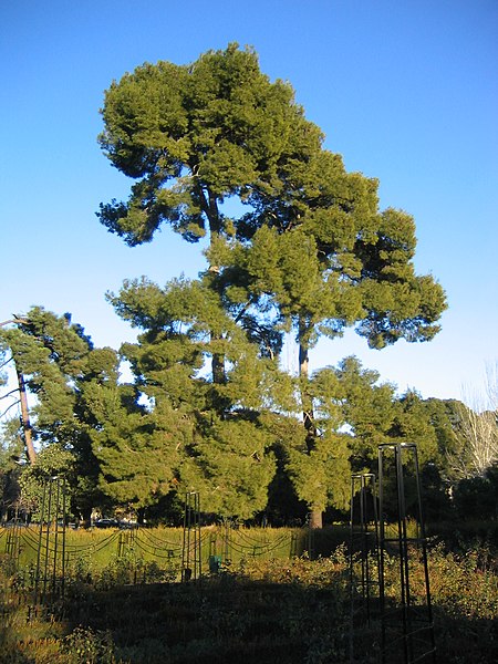 File:Real Parque del Buen Retiro (2807408440).jpg