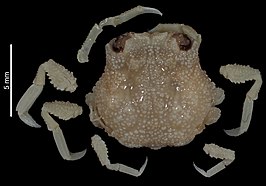 Rectopalicus ampullatus
