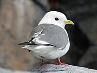 Kittiwake, Red-legged Rissa brevirostris