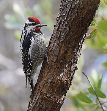 Sphyrapicus nuchalis