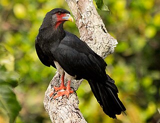 Red-throated caracara Species of bird