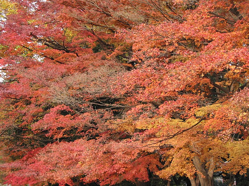 File:Red leaves.jpg