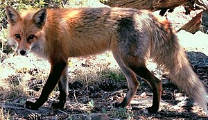 Red Fox