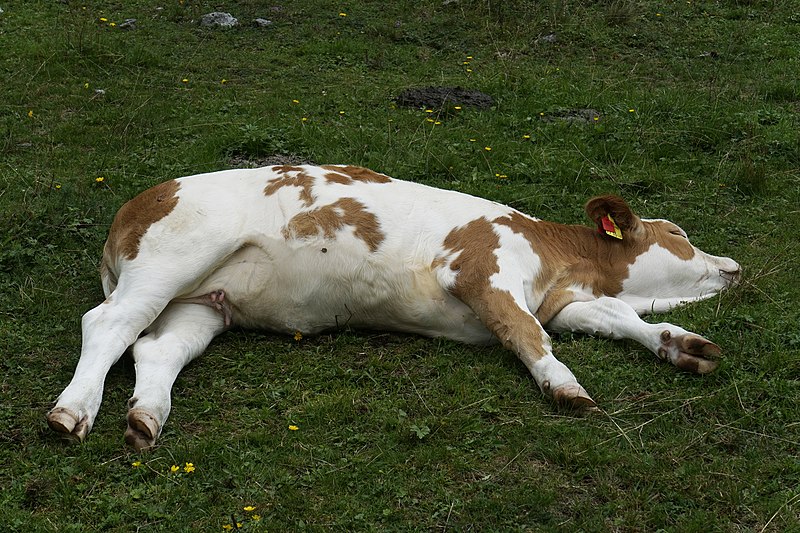 File:Relaxende Kühe am Wegesrand Seebachtal 20190820 012.jpg