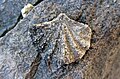 Reticulariina spinosa (fossil brachiopod) (Glen Dean Formation, Upper Mississippian; Wax South Outcrop, Rt. 88 roadcut, Hart County, Kentucky, USA) 2 (40546658280).jpg
