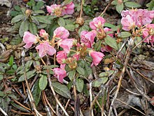 Rhododendron glaucophyllum - Ботанический сад Копенгагенского университета - DSC07538.JPG