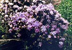 Rododendron impeditum 1. jpg