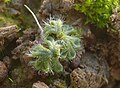 Riccia ciliata Hohenloher Ebene, Germany