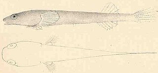 <i>Rimicola</i> Genus of fishes