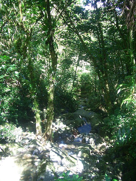 File:Rio de La Mina Big Tree Trail El Yunque National Forest.jpg