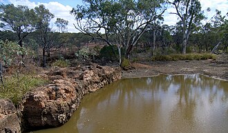 Riparian habitats Riparian vegetation.jpg