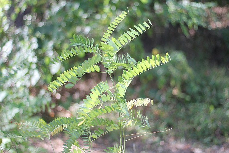 File:Robinia pseudoacacia - Bagrem (10).jpg