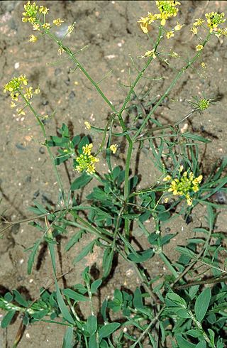 <i>Rorippa sylvestris</i> Species of flowering plant