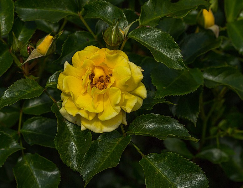 File:Rosa 'Rugelda'. Locatie, Tuinen Mien Ruys 03.jpg