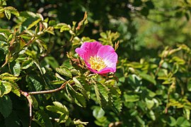 Rosa rubiginosa Sweet-briar.jpg