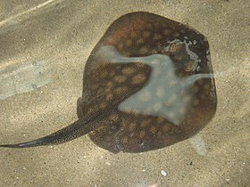 Round stingrays are found along the Western American coast.