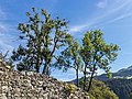 2 solitaire bomen achter de muur van de ruïne.