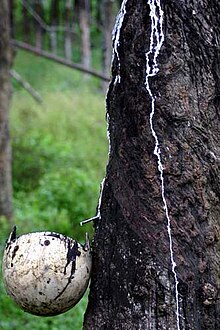 Crop diversification was introduced during the Second Malaysia Plan, phasing out rubber in favour of oil palm. Rubber dripping.jpg