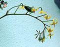 S pimpinellifolium inflorescence.jpg
