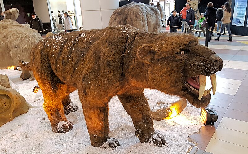 File:Saber-toothed tiger (20170121 114439 1PS) (32561997471).jpg