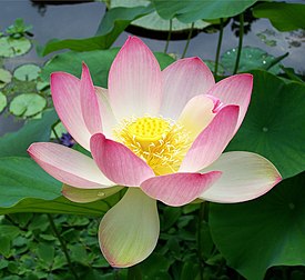 Heilige lotus Nelumbo nucifera.jpg