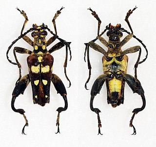 <span class="mw-page-title-main">Apatophyseini</span> Tribe of longhorn beetles