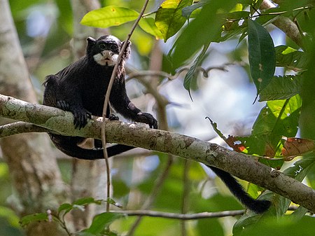 Saguinus mystax - Moustached Tamarin; Serra do Divisor National Park, Acre, Brazil.jpg