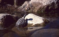 Saharan Pond Turtle (Mauremys leprosa saharica) (44420651972).jpg